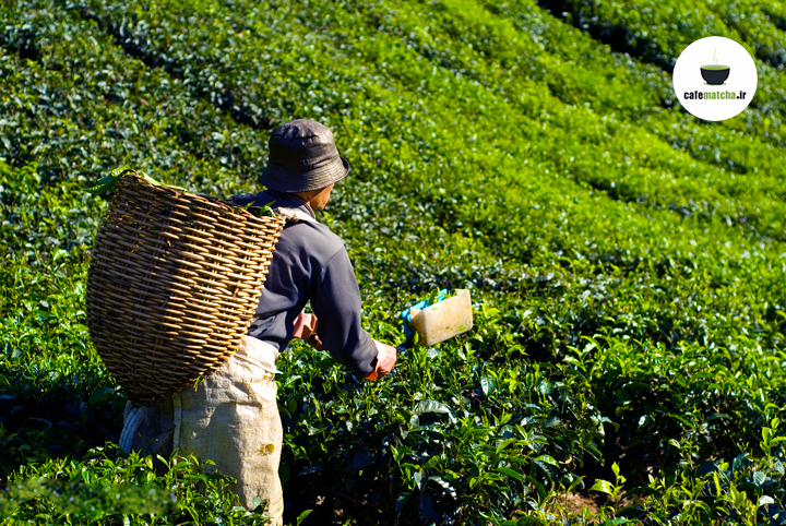 چای ماچا در مالزی