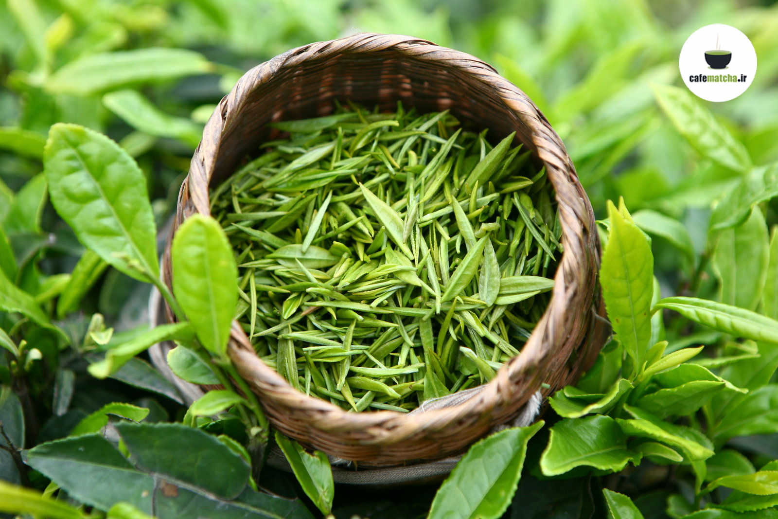 تاریخچه چای سبز