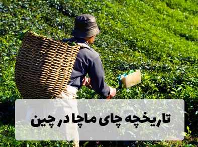 تاریخچه چای ماچا در چین