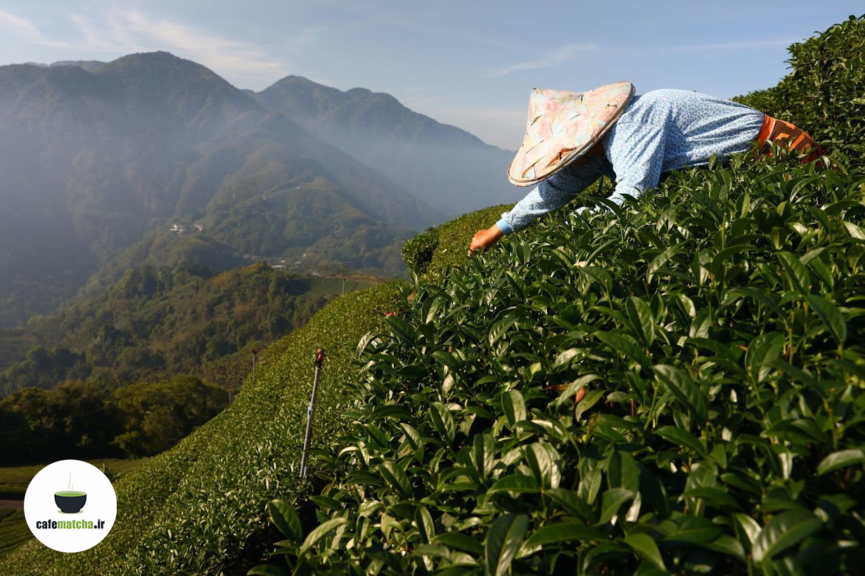 تاریخچه چای ماچا
