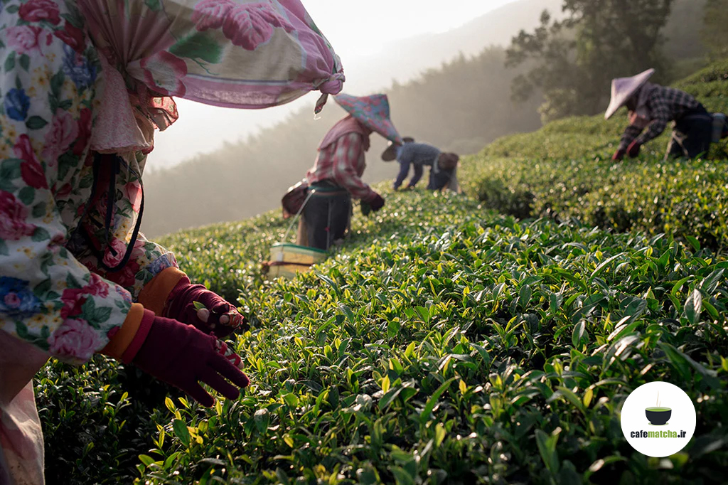 تأثیر ماچا بر آرامش و تمرکز