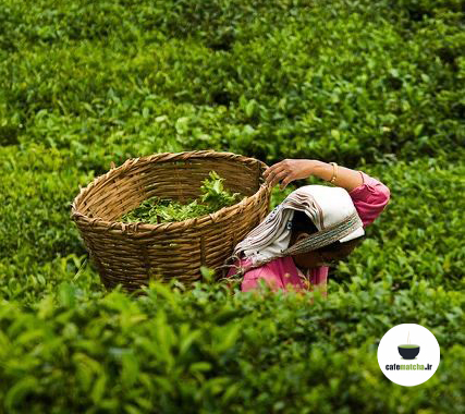 چای ماچا در ژاپن