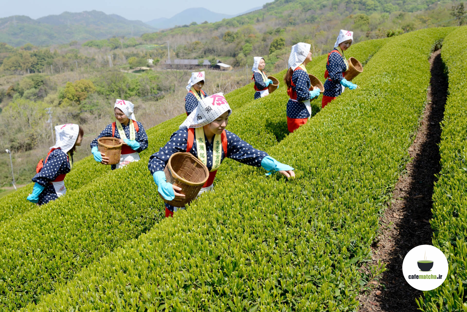 تاریخچه چای ماچا در کره
