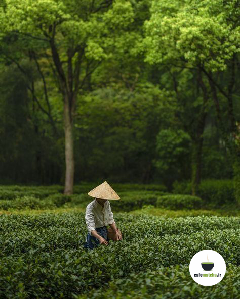 کافه ماچا در تهران