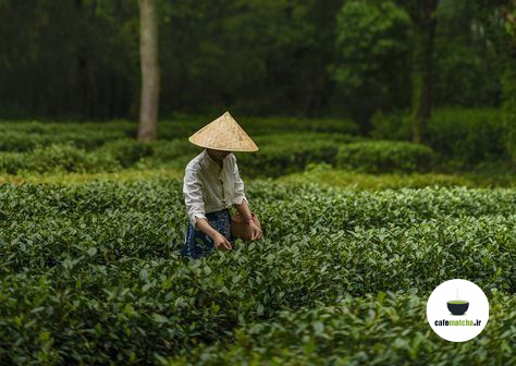 چای ماچا در کره جنوبی