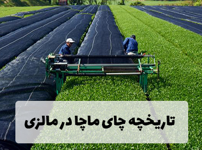تاریخچه چای ماچا در مالزی