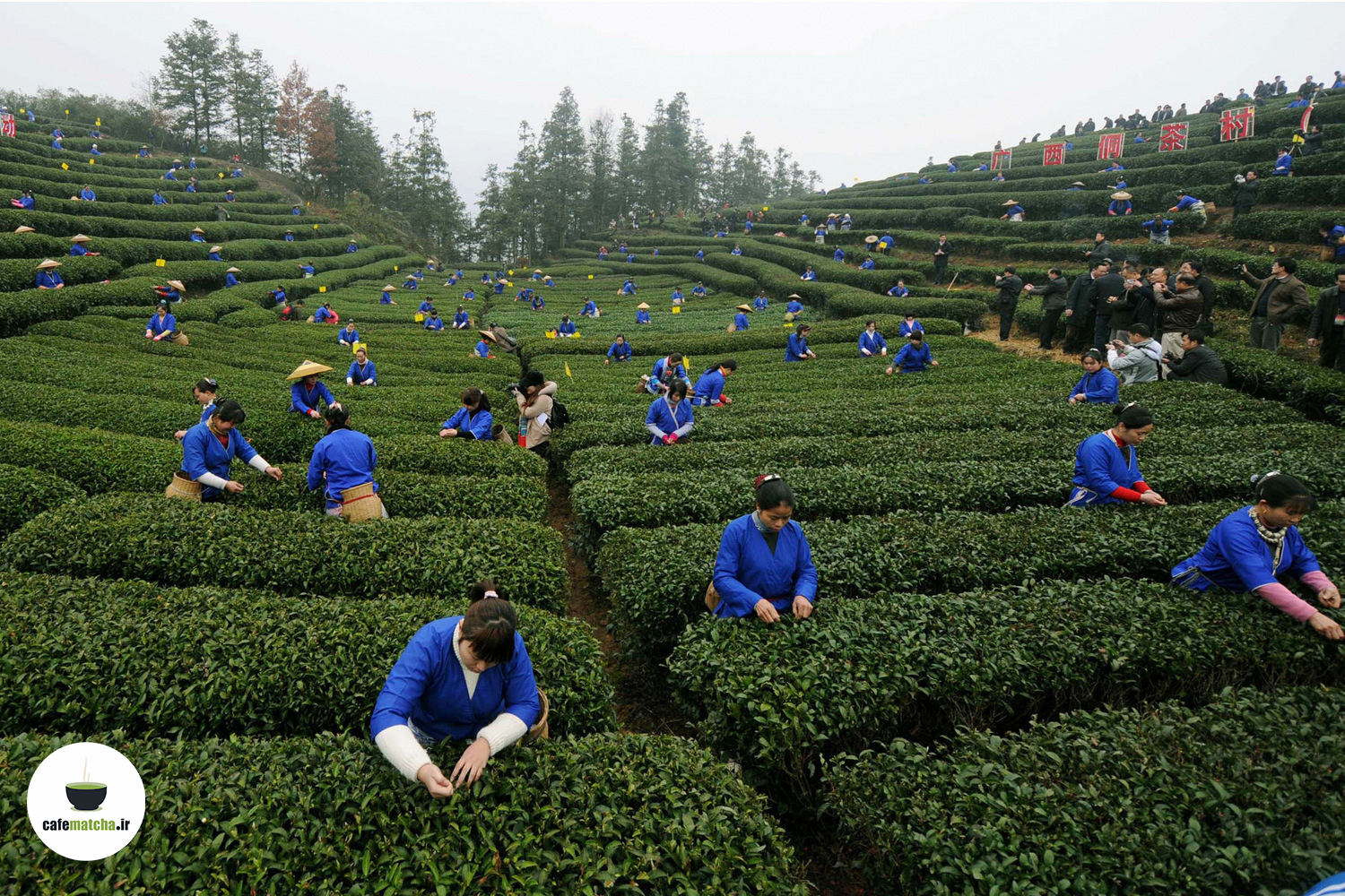 تاریخچه چای ماچا در ژاپن