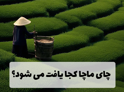 چای ماچا در کدام کشورهای آسیایی یافت می شود؟