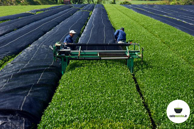 تولید چای ماچا