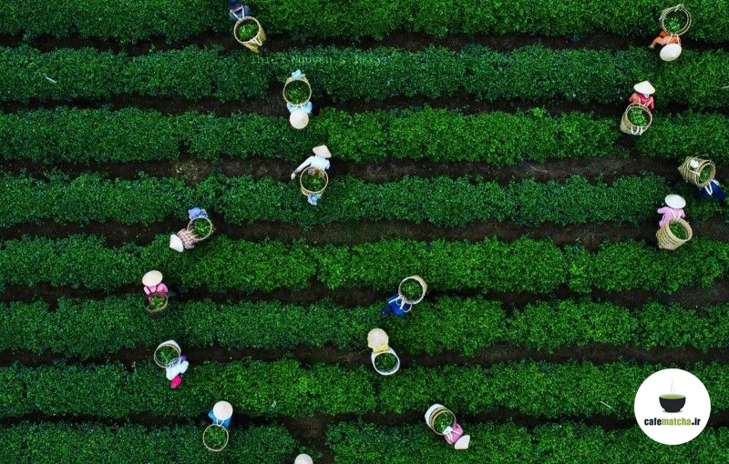 چای ماچا در چین