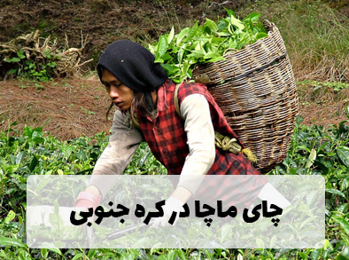 تاریخچه چای ماچا در کره جنوبی