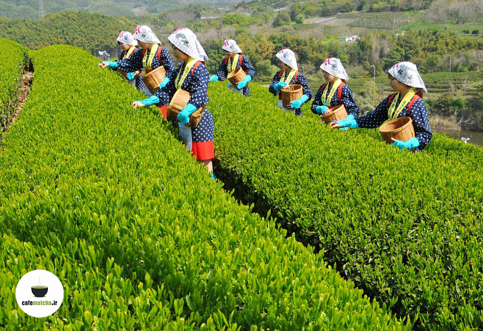 فواید سلامتی چای ماچا