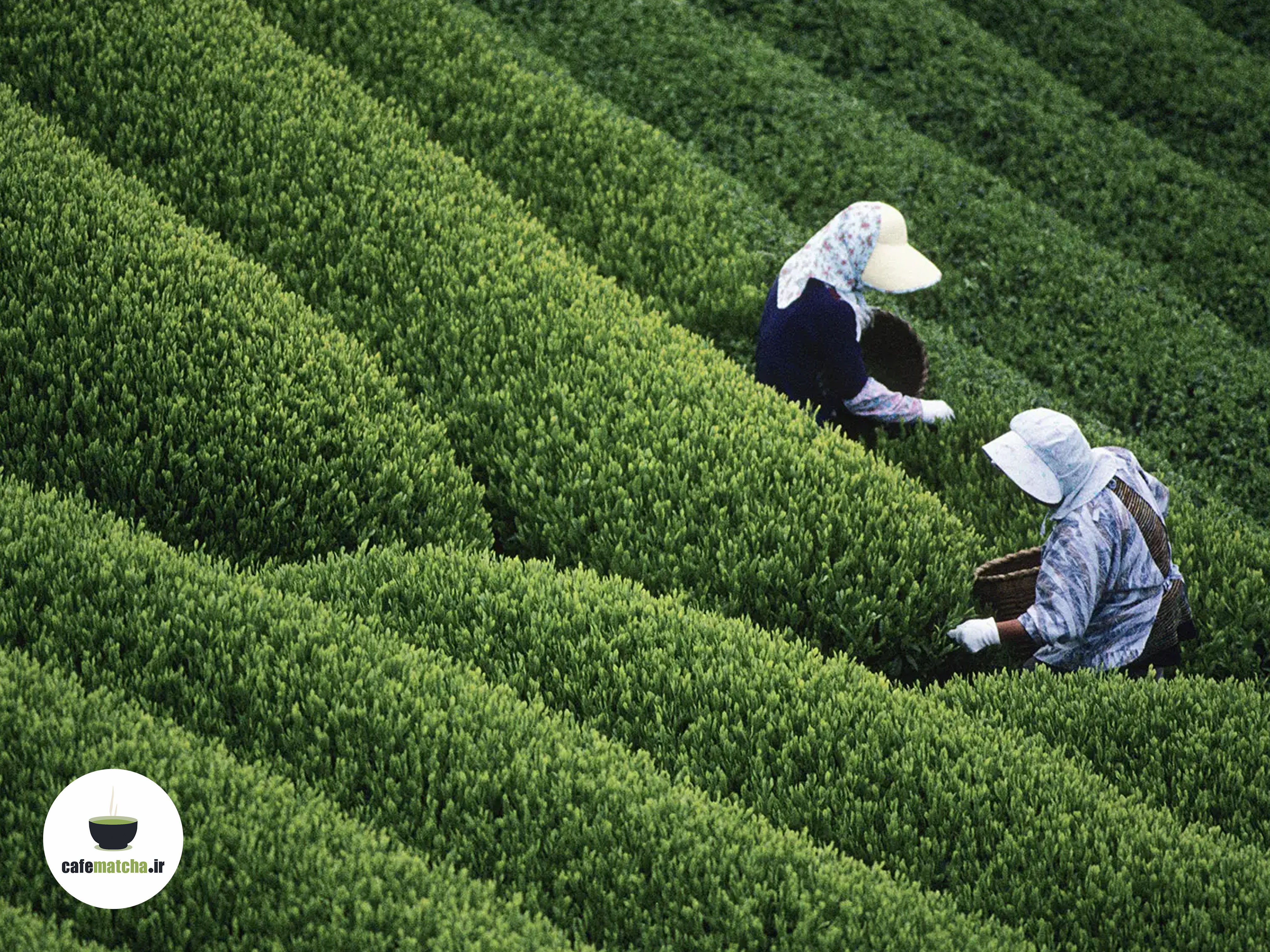 خرید پودر ماچا