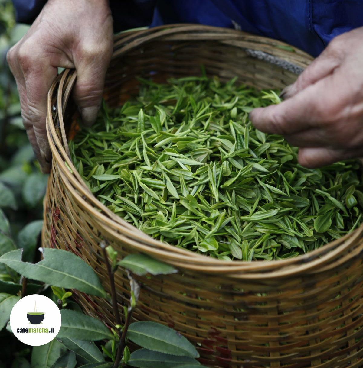 چای ماچا در تایوان