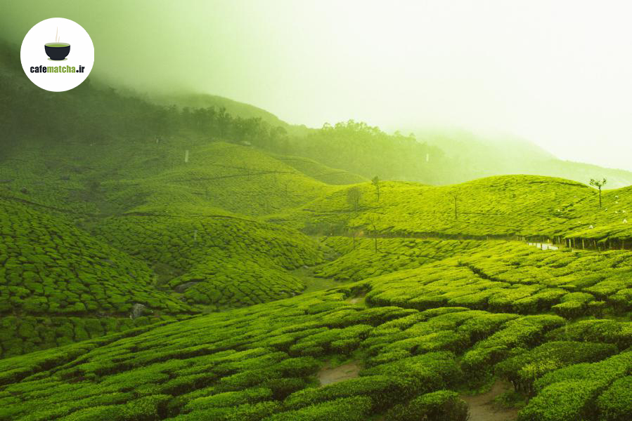 روش‌های تهیه چای ماچا
