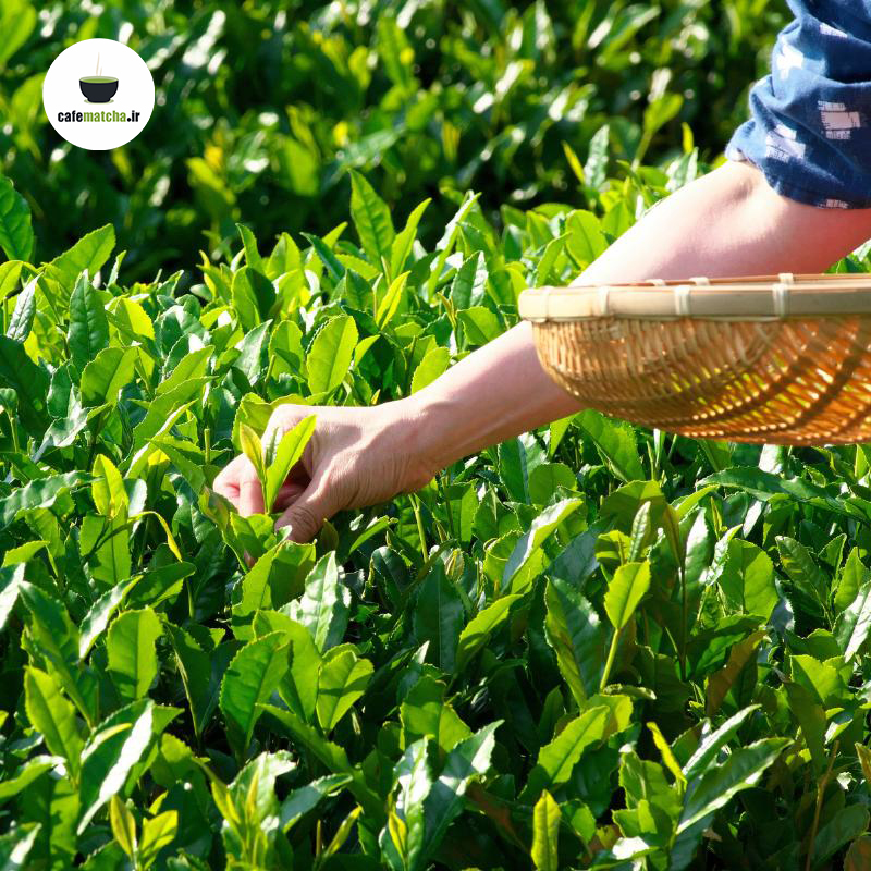 فرآیند تولید چای ماچا